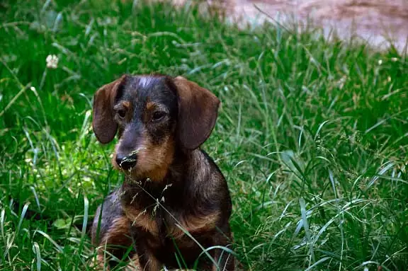 perro esperas de jabali