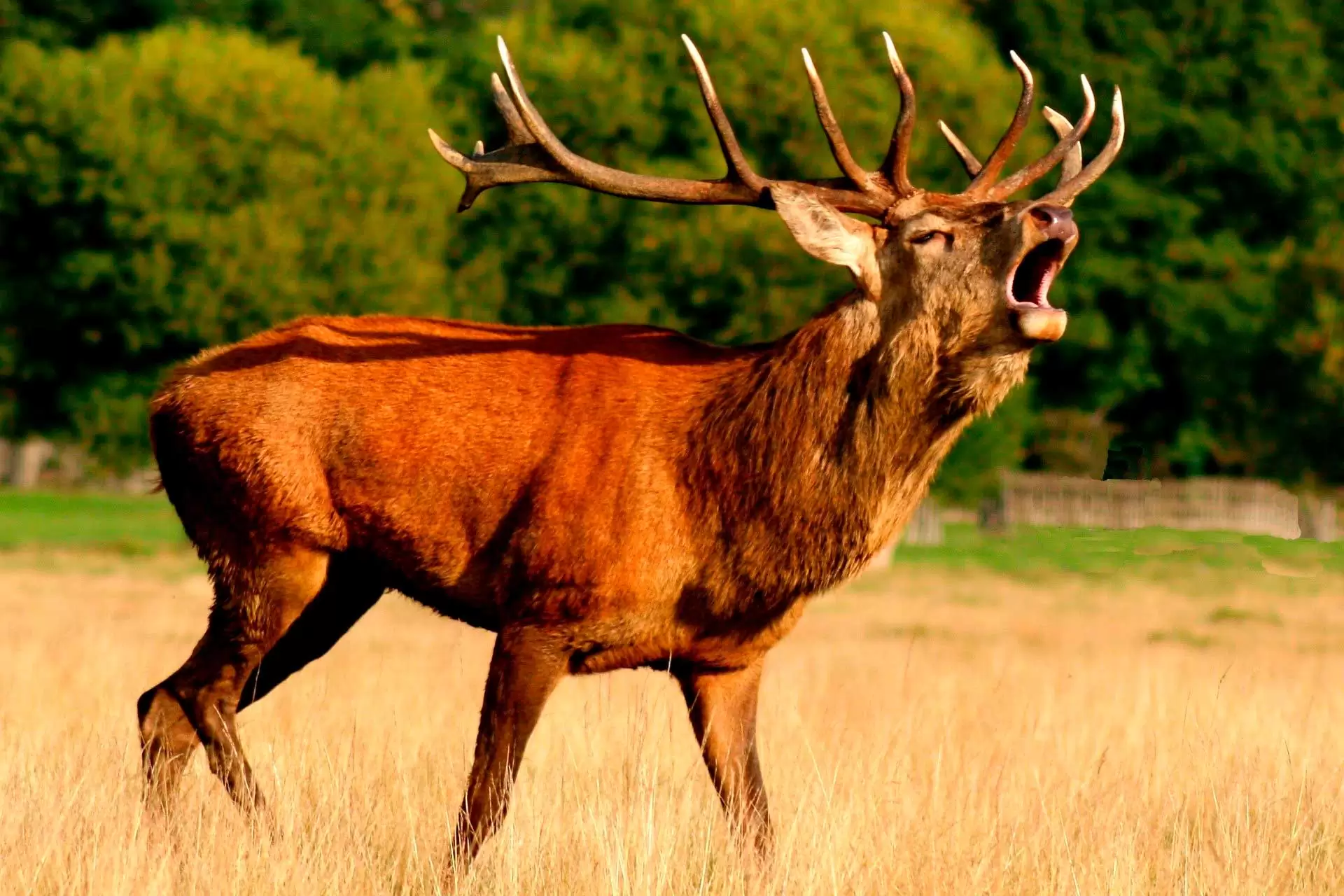 rececho de venado