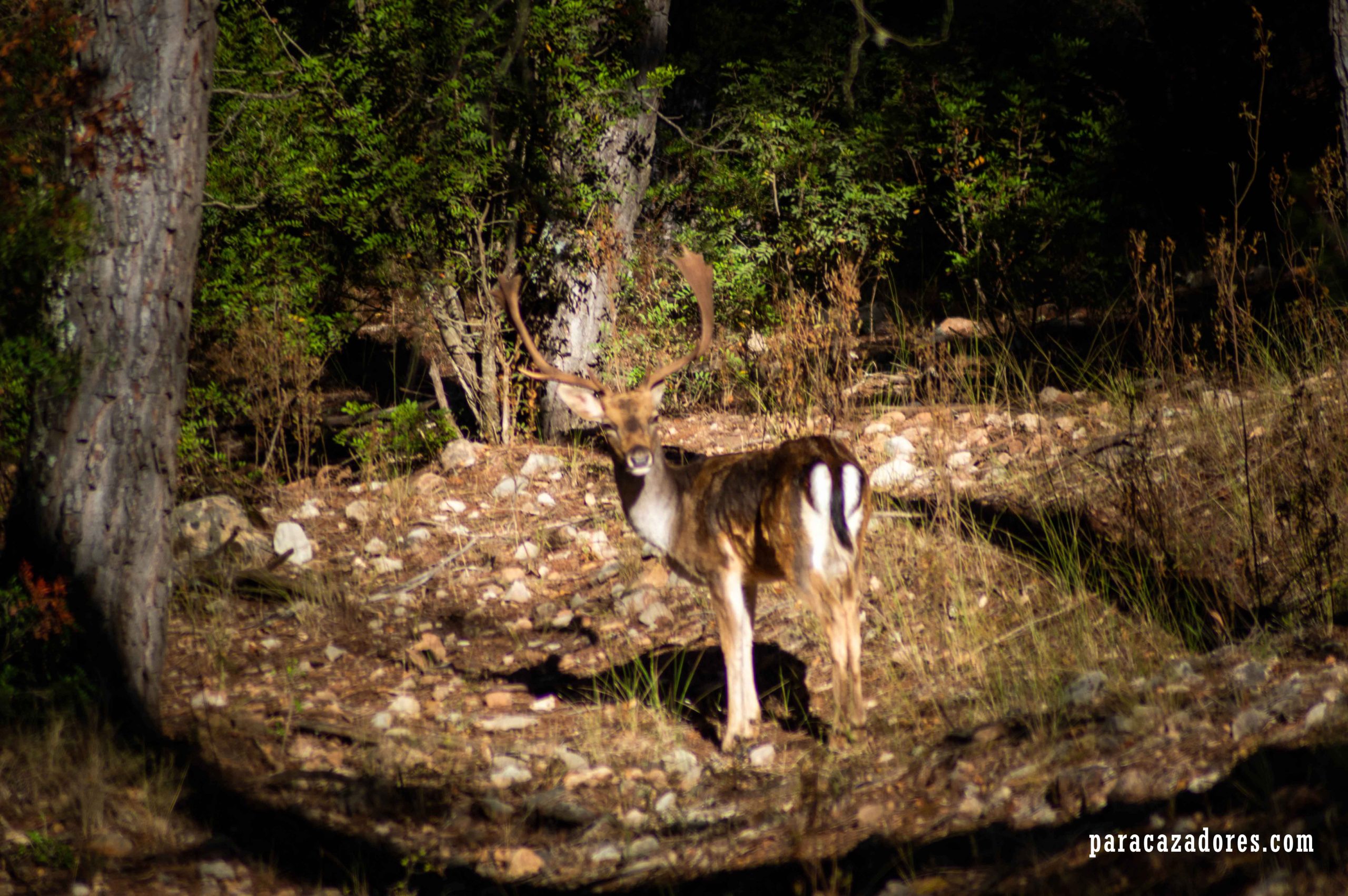 rececho paracazadores.com